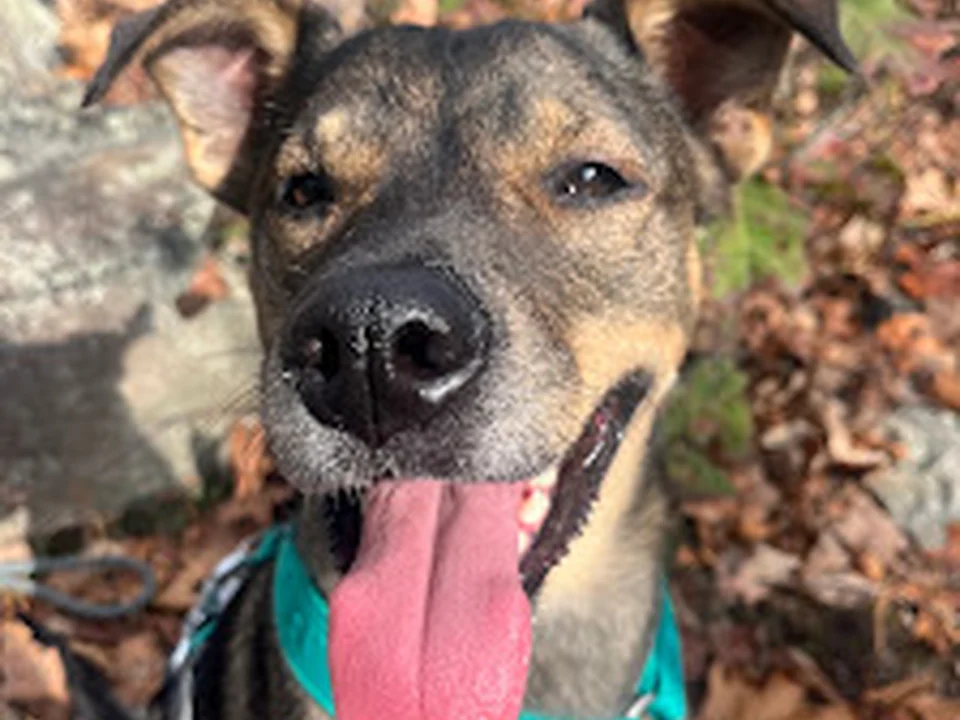 Adventure Pups Cooperative