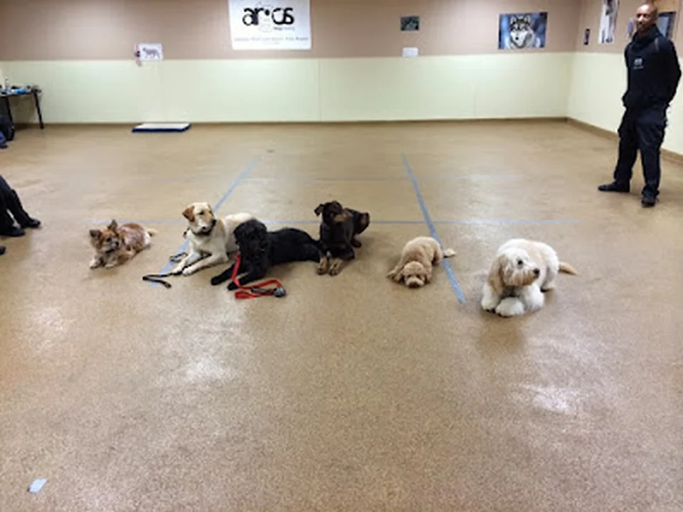 Argos Dog Training