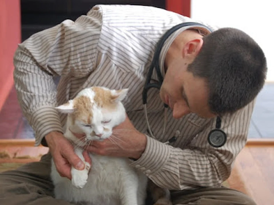 At Home Veterinary