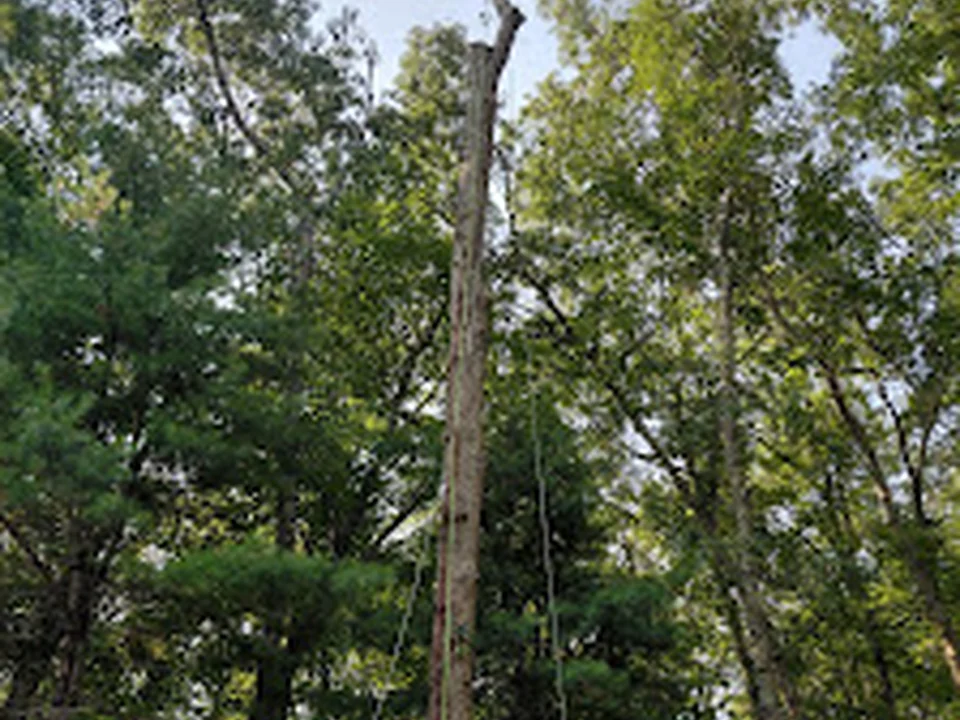 B & S Landscaping & Tree Removal Services LLC