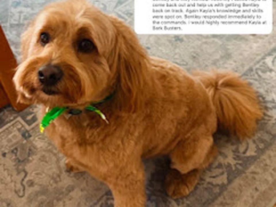 Bark Busters Home Dog Training Boston North