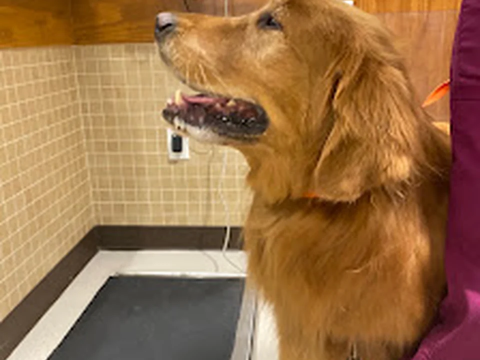BluePearl Pet Hospital Framingham