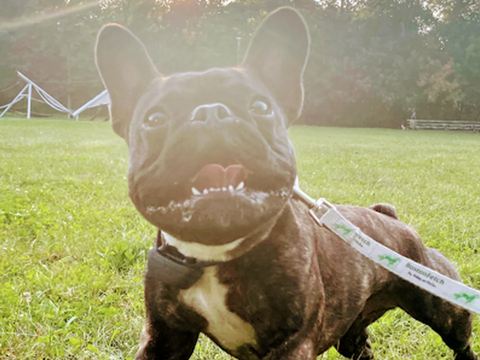 Boston Fetch