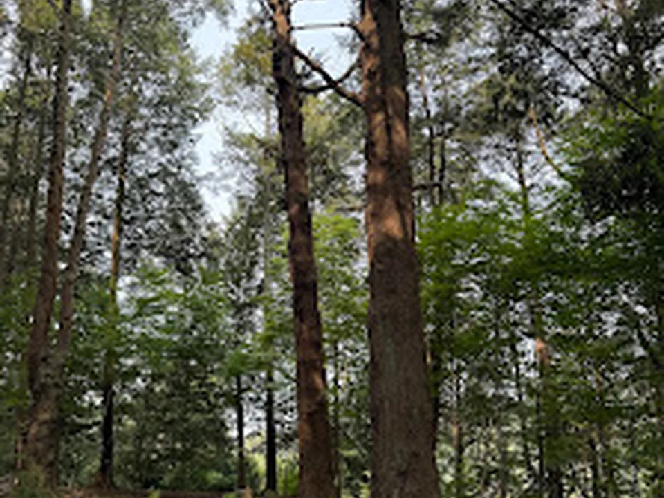 Boston Outdoor Preschool Network