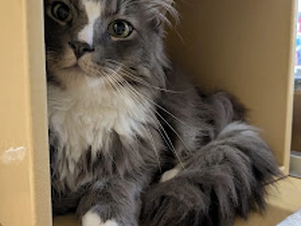 Broken Tail Rescue Cat Adoption Center