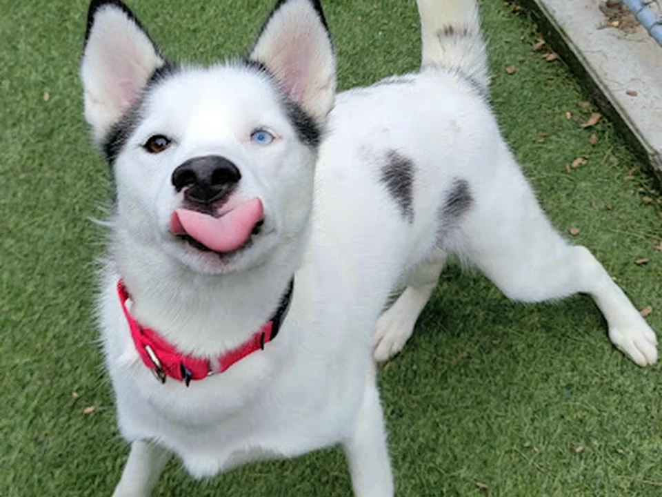 Buddy Dog Humane Society Inc