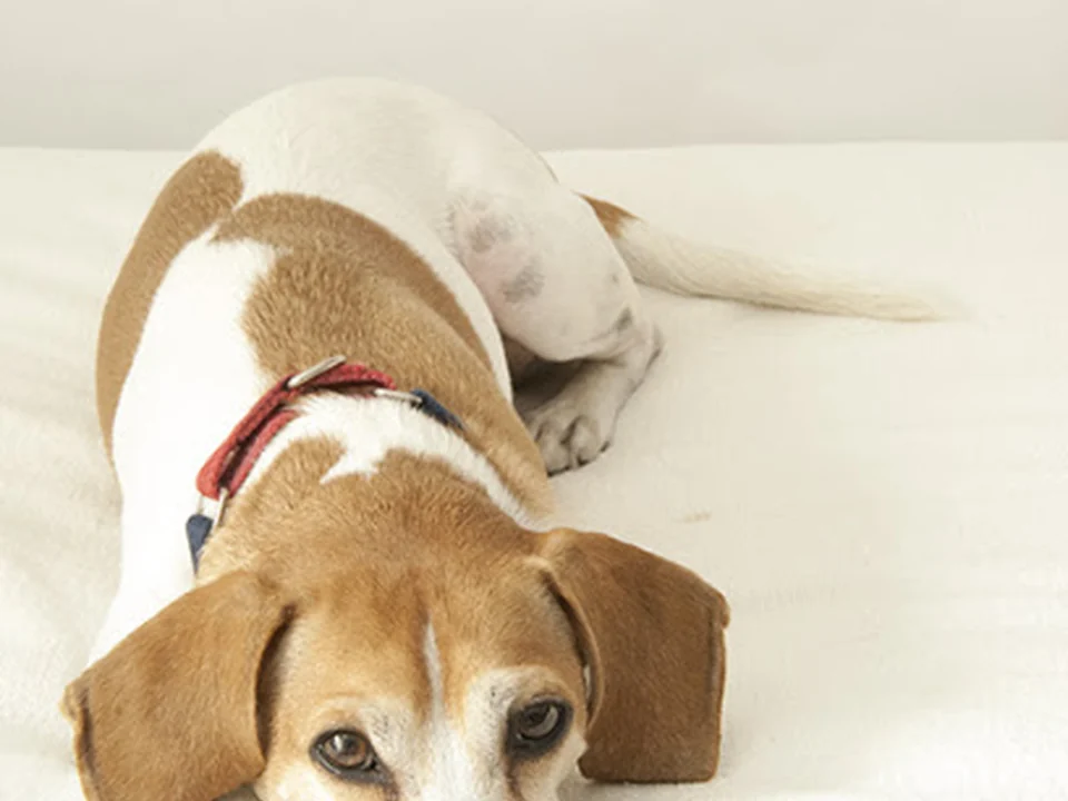 Chestnut Street Animal Hospital