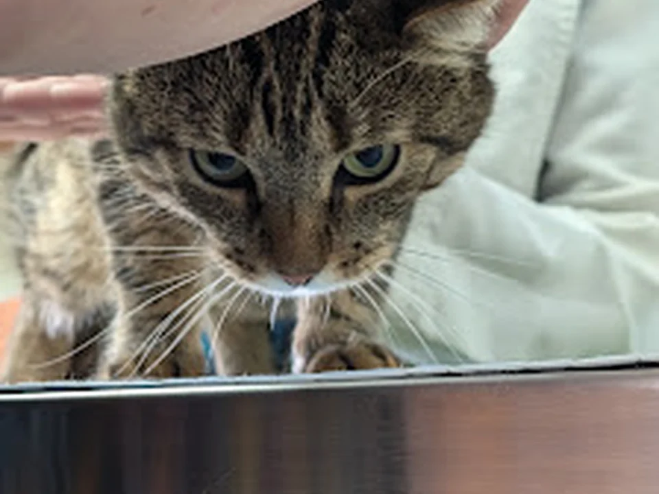Compassion Veterinary Clinic
