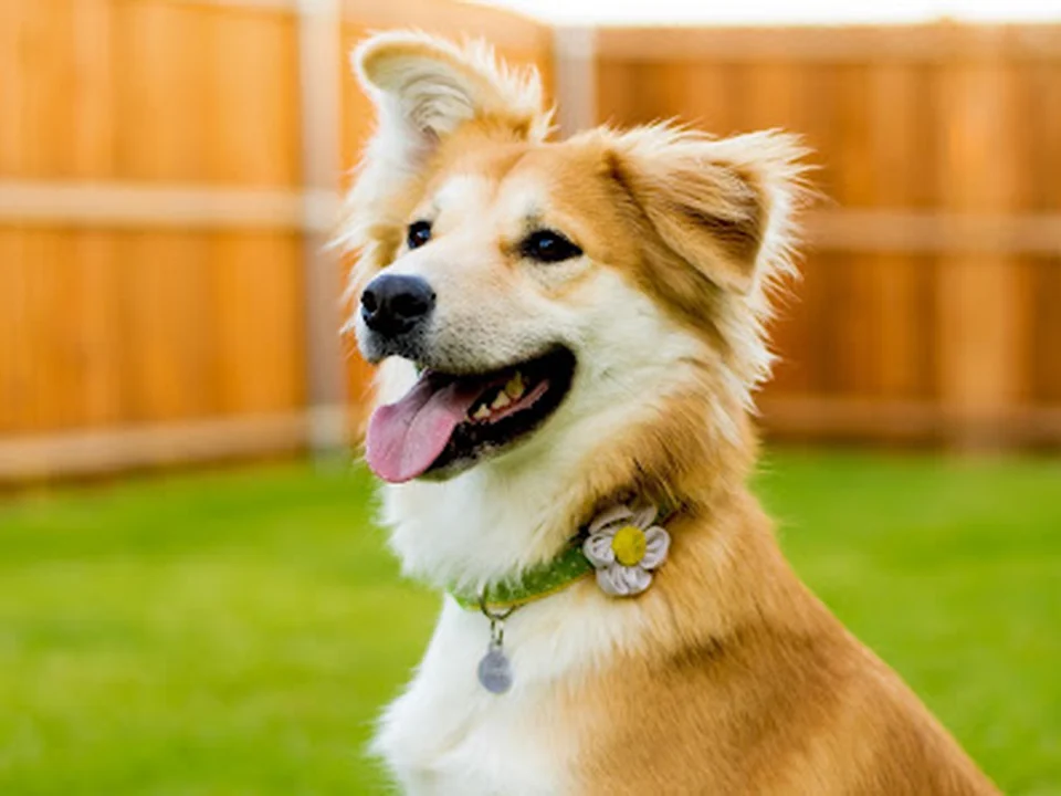 Dedham Veterinary Associates