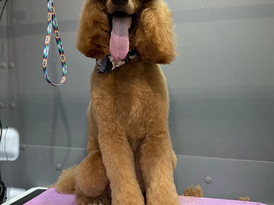 Foto de Dog Savvy Mobile Grooming Inc