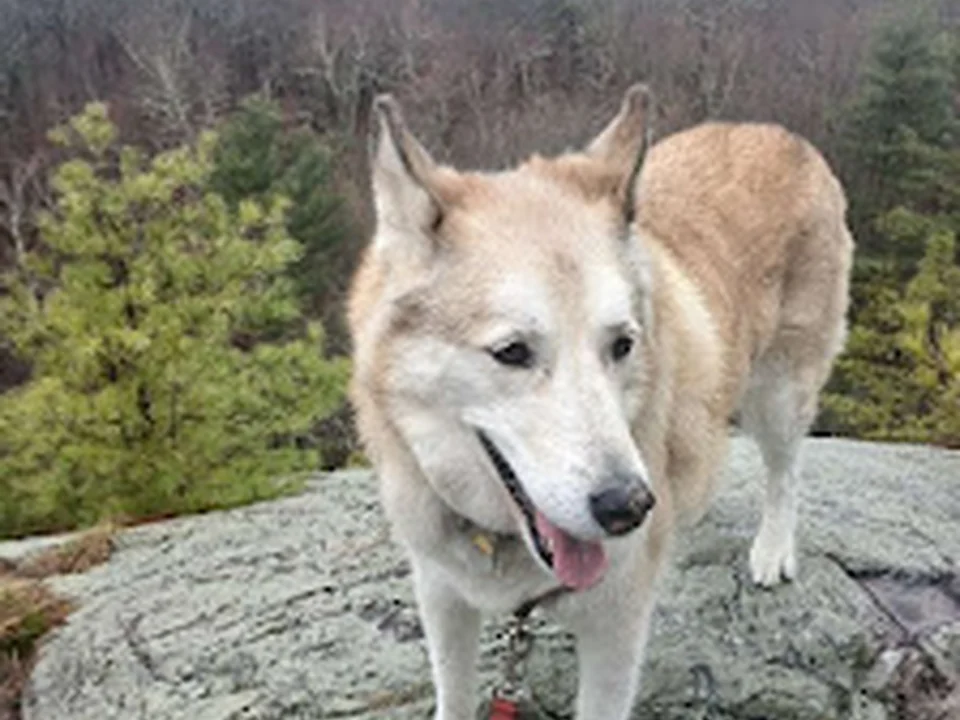 Foto de Doggie Au Pair
