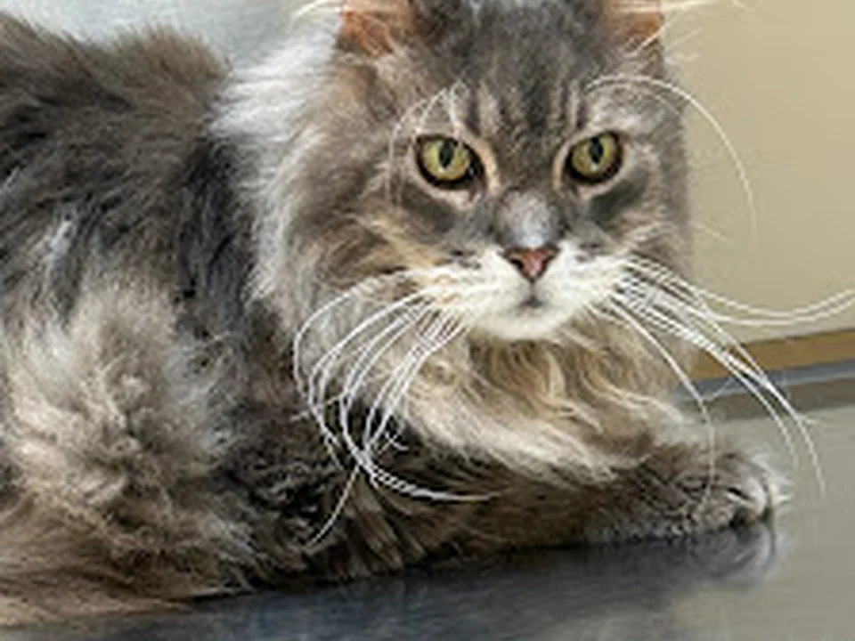 Dr. Wolf's Animal Medical Center
