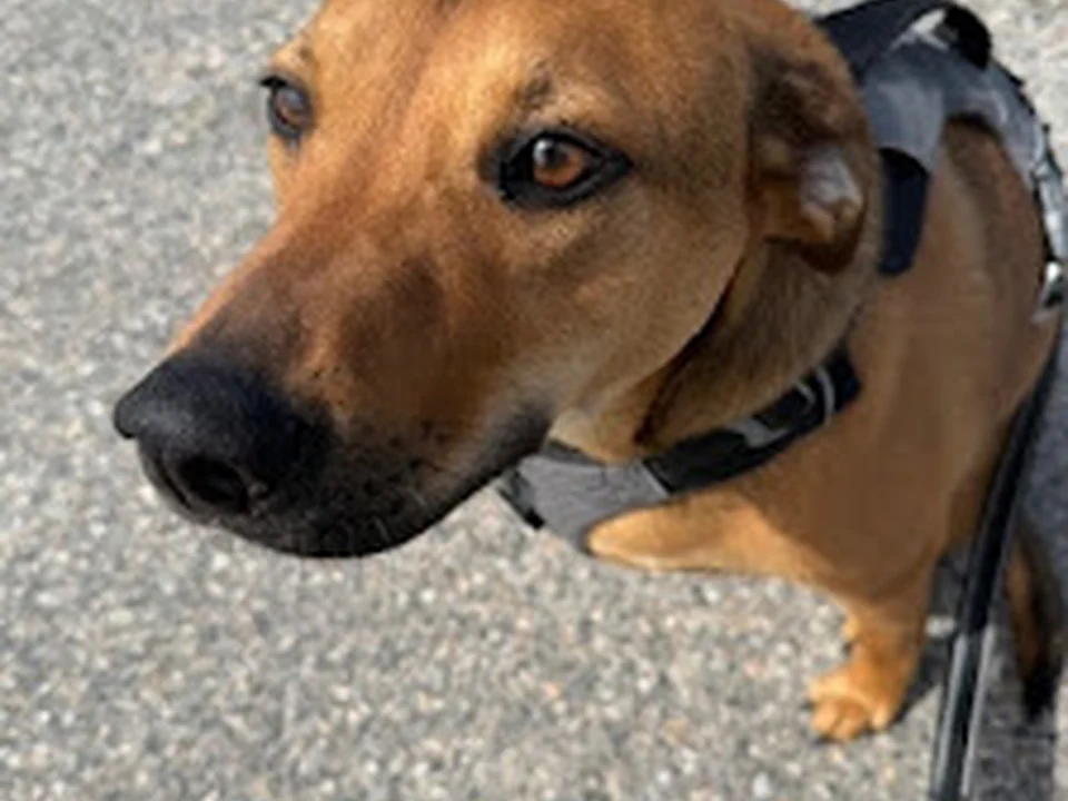 Forever Home Rescue New Englnd