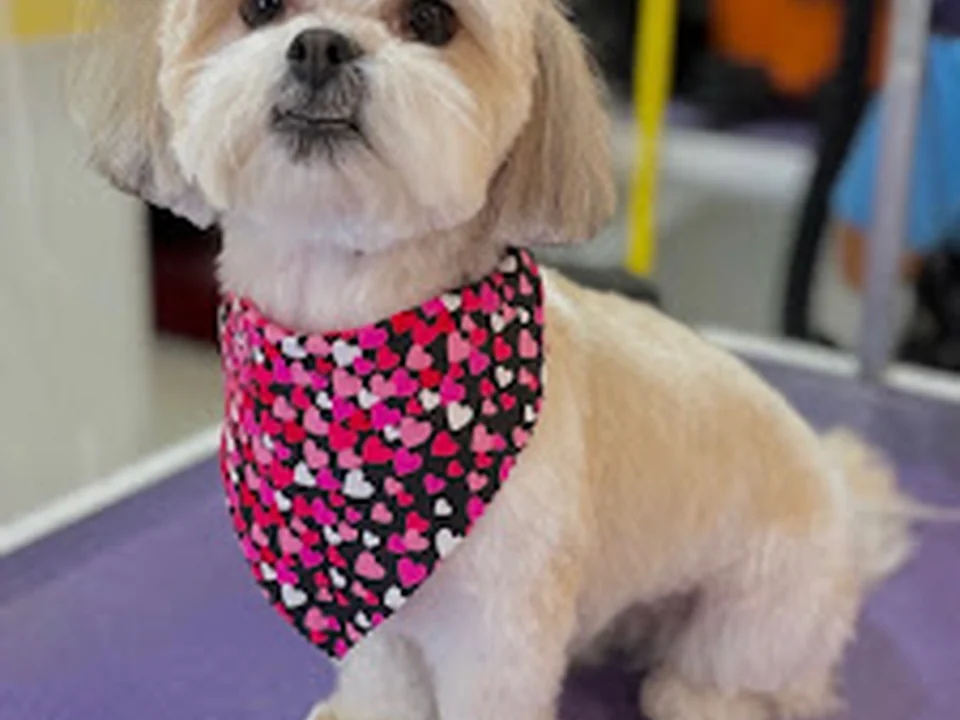 Four Paws Grooming inc.