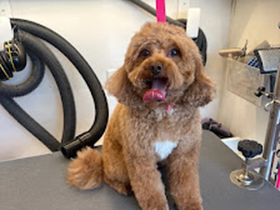 Furry Land Mobile Grooming Boston & Manchester