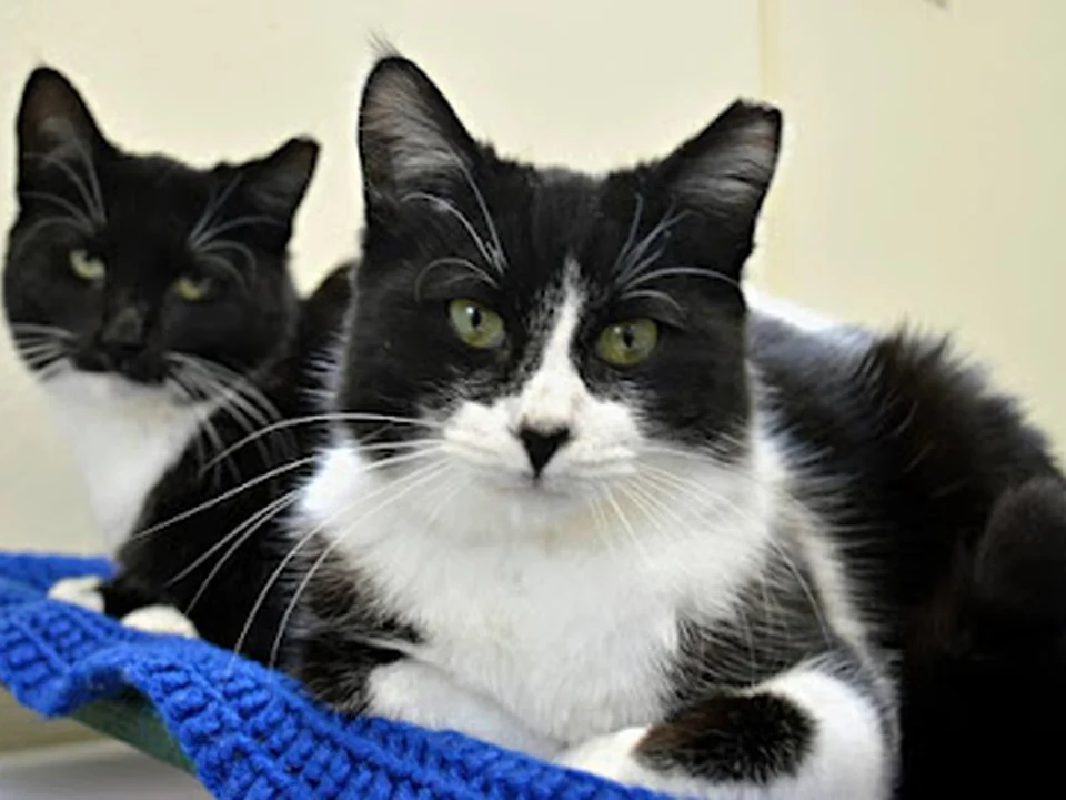Gifford Cat Shelter