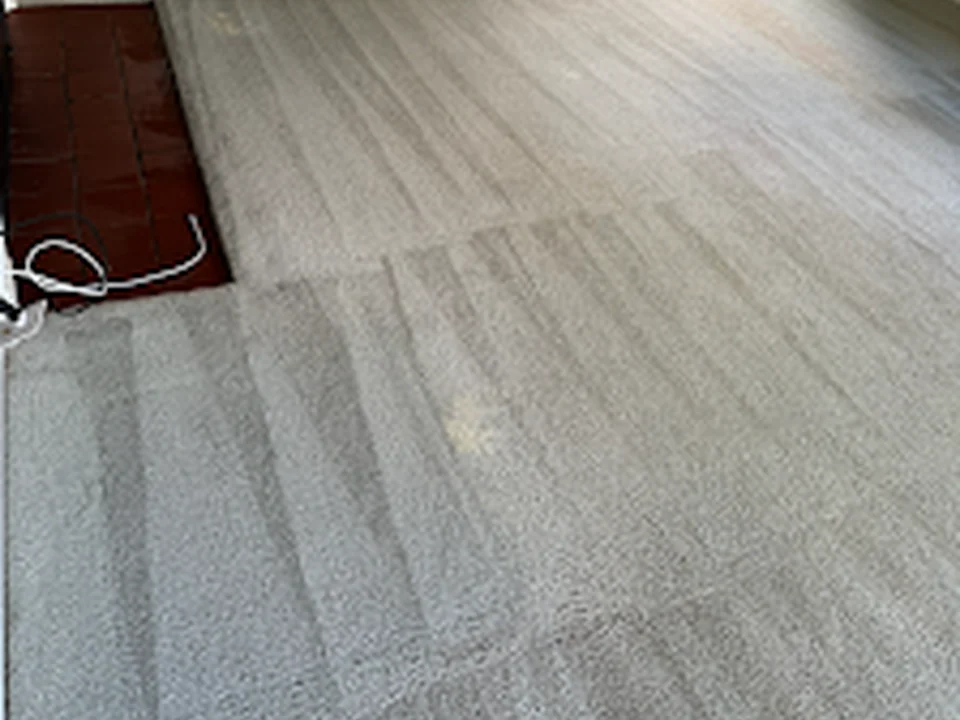 Green Carpet & Upholstery Cleaning Boston
