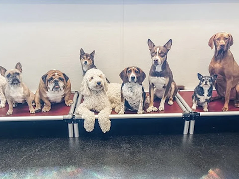 Harbor Hounds