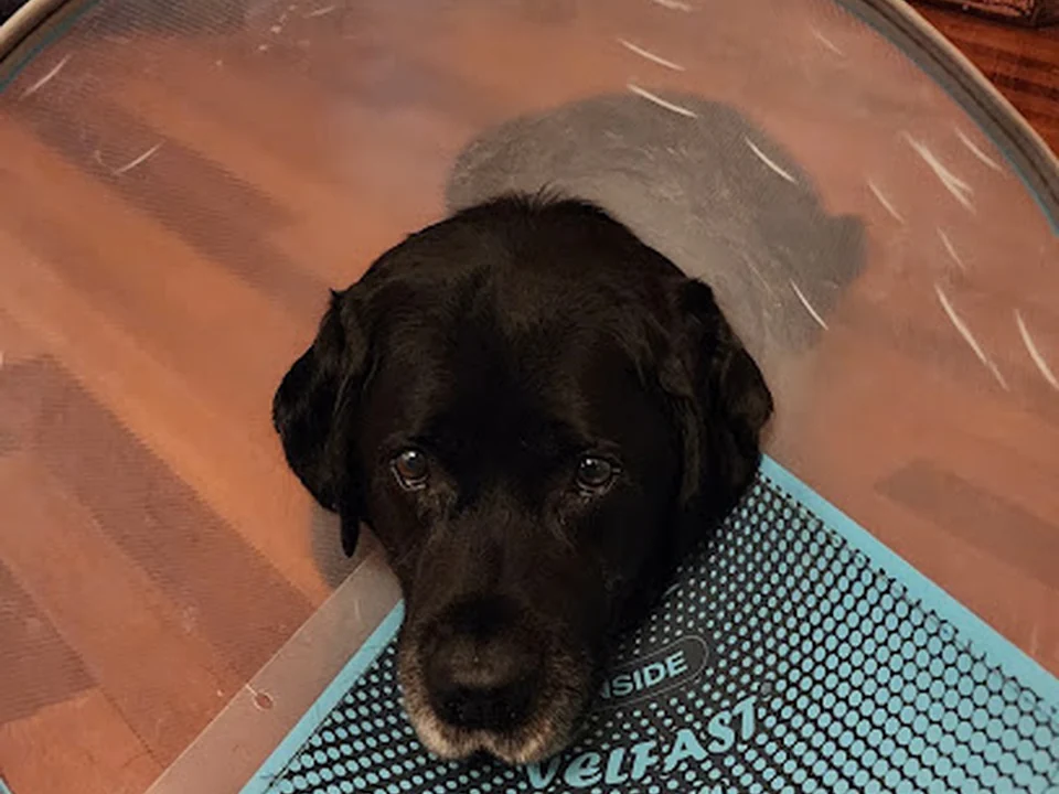 Hingham Animal Clinic