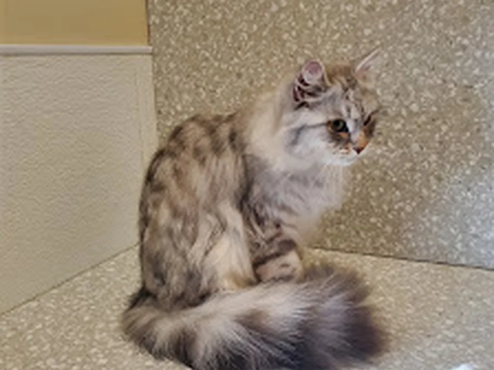 Jeana's Dirty Dog Salon and Kitties Too