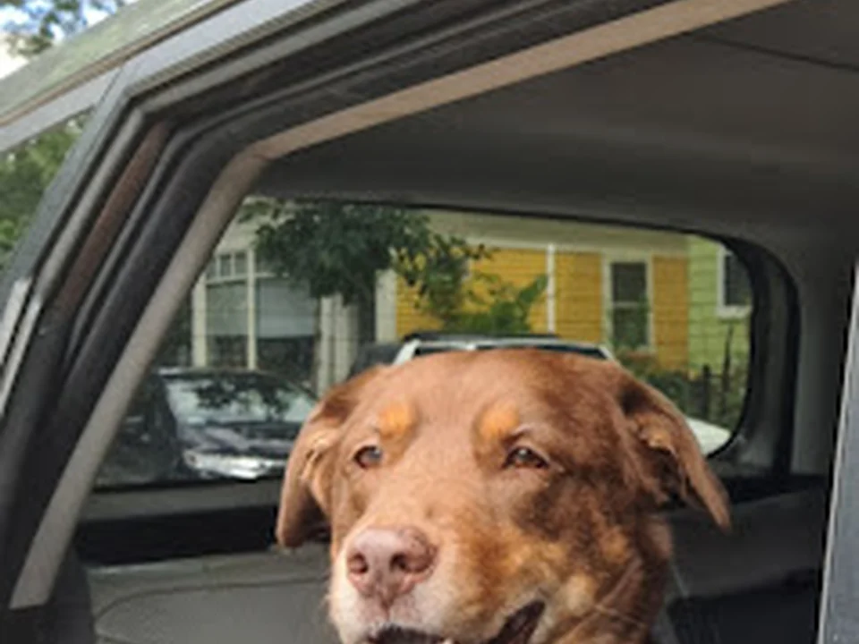 karmadogkitty