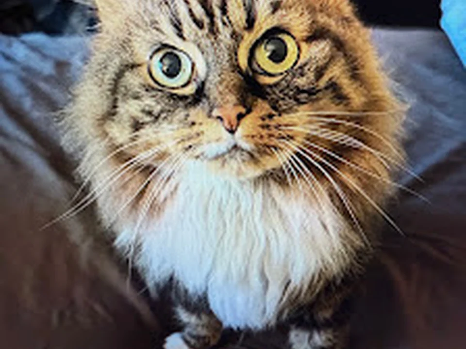 Kindness Animal Hospital
