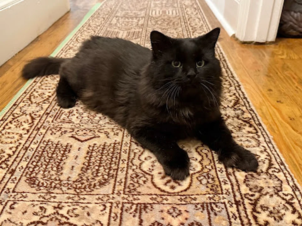 Kitty Connection Inc.