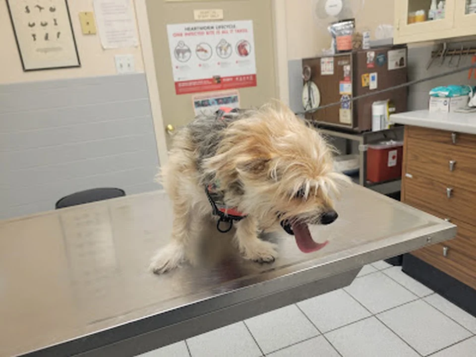 Malden Animal Hospital