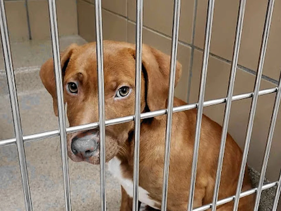 Massachusetts Humane Society