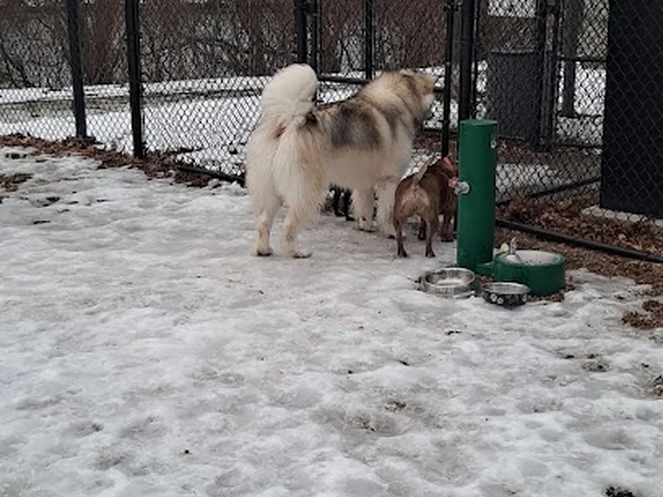 Medford Dog Park