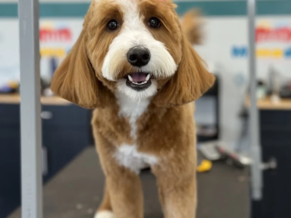 Mimados Pet Grooming - Newton