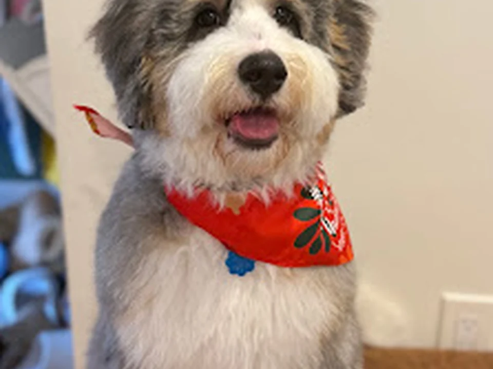Mimados Pet Grooming - Waltham