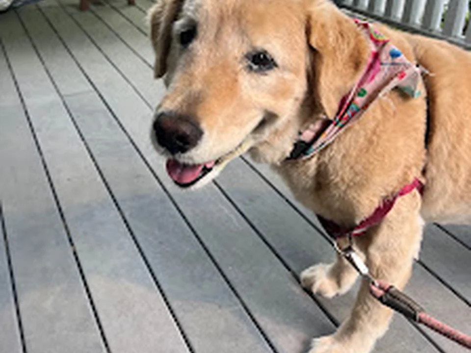 MonumenTails Dog Walking and Pet Services