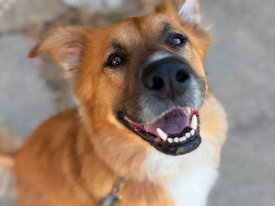 mydot.dog