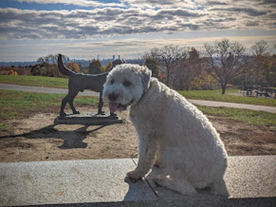 North Boston Dog Training
