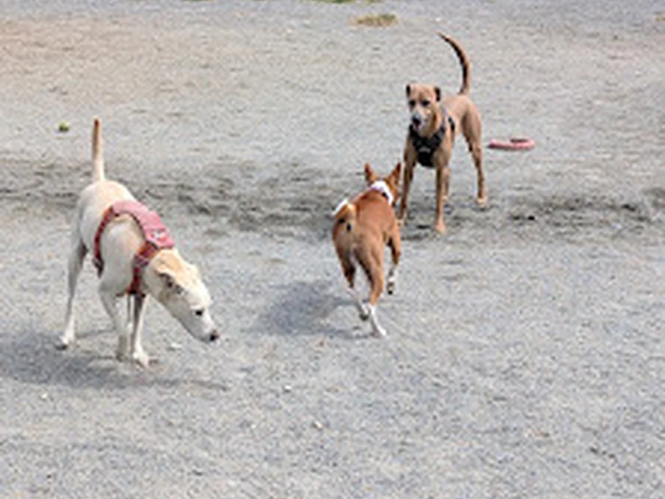 Nunziato Dog Park
