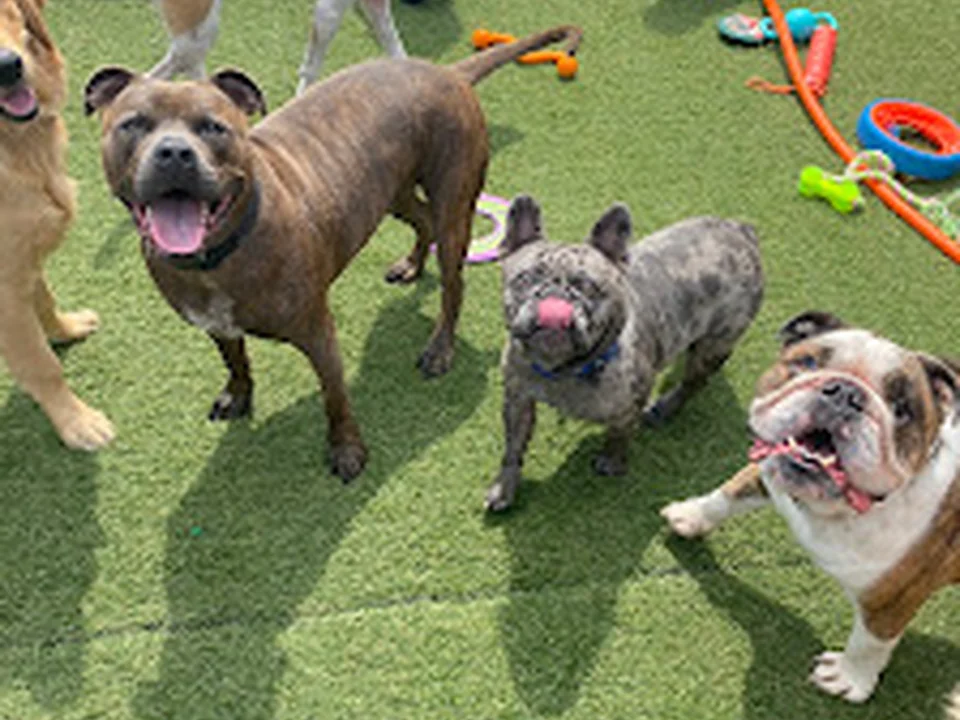 Oceanview Kennels