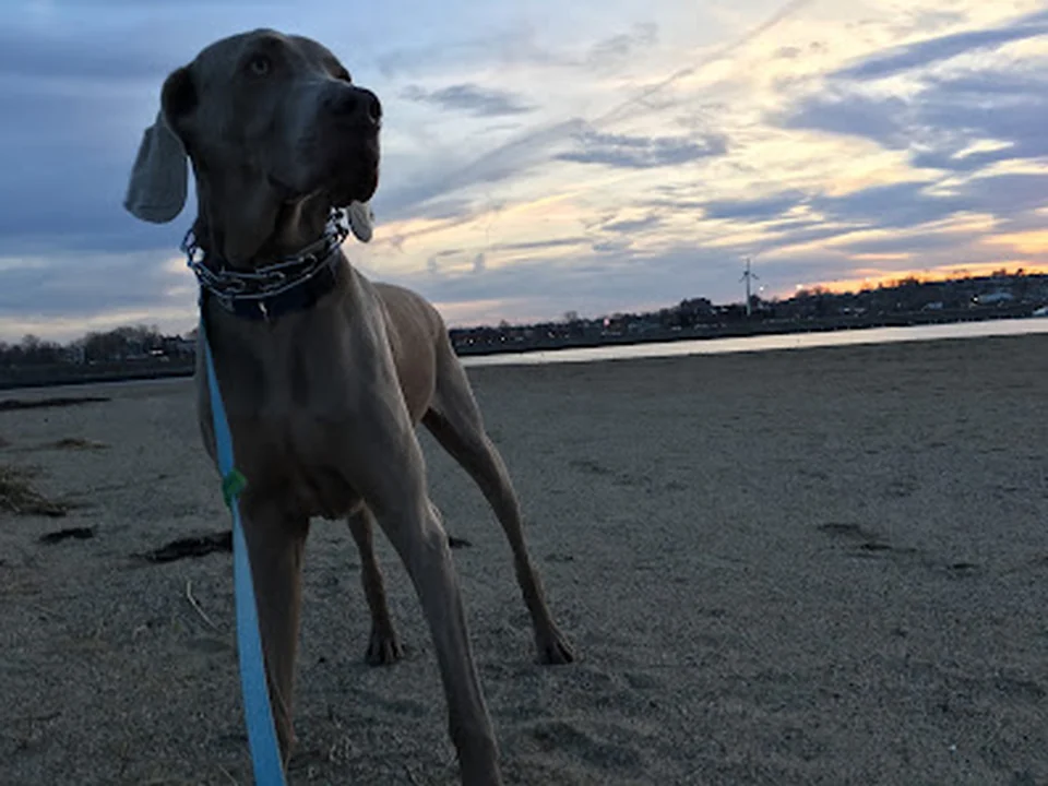 Paws to Consider