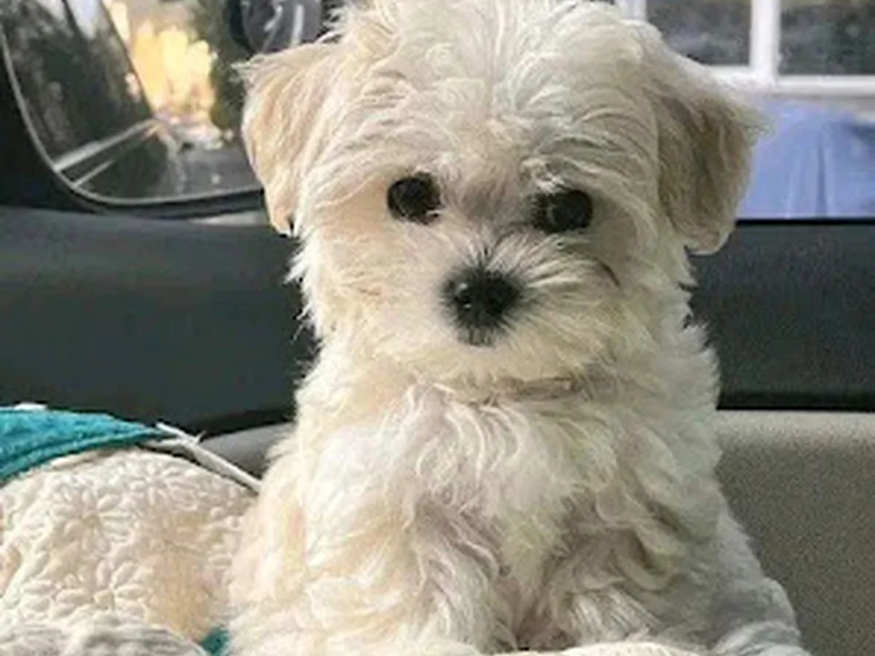 Poodle Rescue of New England
