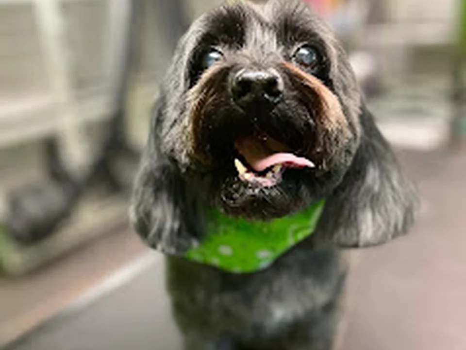 Pupperz Dog Grooming Company