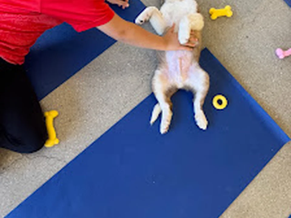 Puppy Yoga Boston - Cambridge (Puppies Yoga)