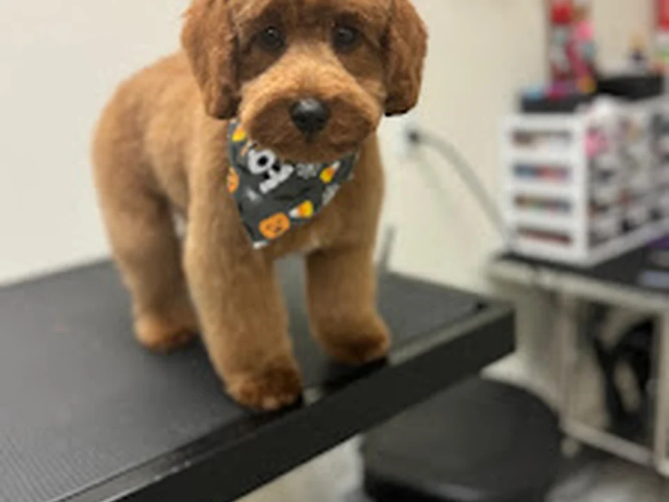 R&C Pet Grooming