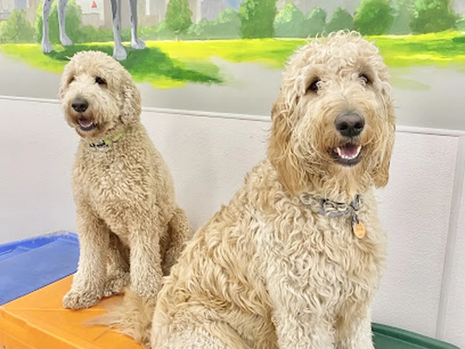 Red Dog Pet Resort & Spa at North Station