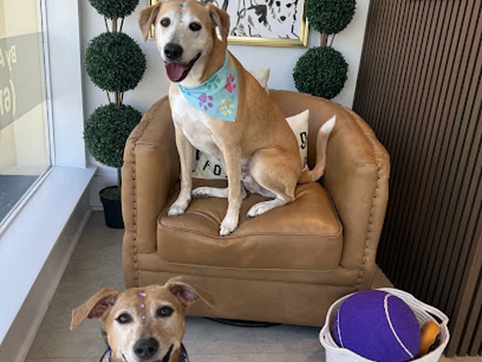 St Dog Pet Salon