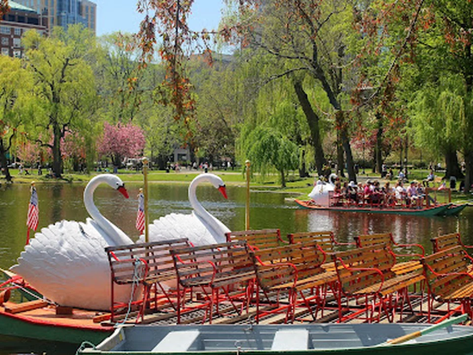 Swan Boats