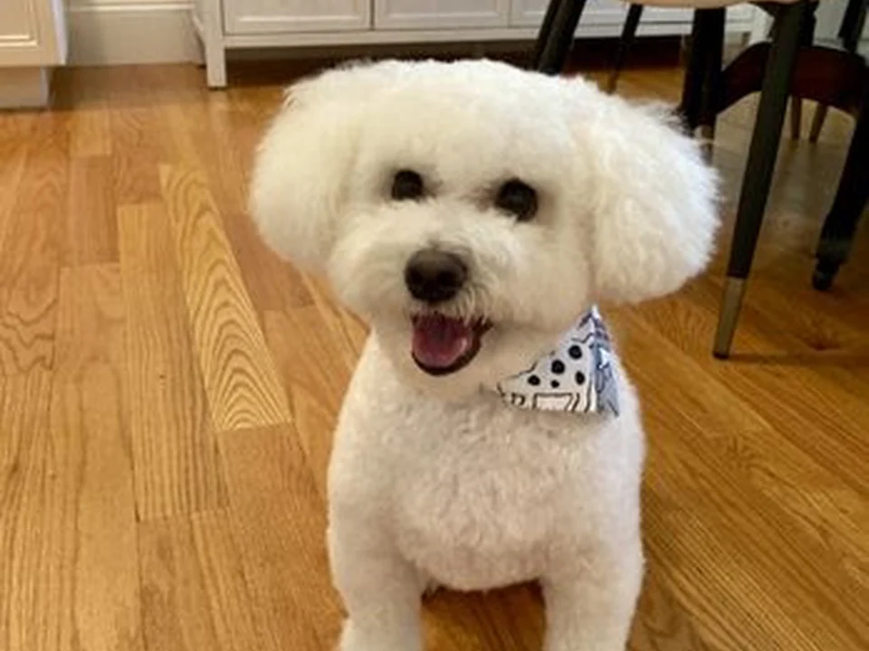 The Peaceful Pooch Grooming Co. ️