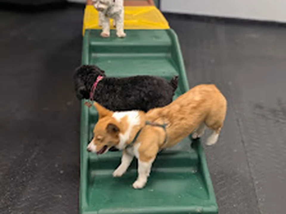 The Pup Yard Somerville