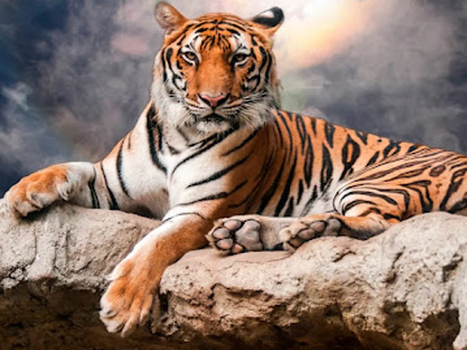 Tiger Home Inspection