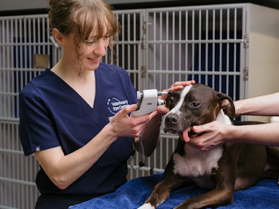 Veterinary Eye Center - Massachusetts