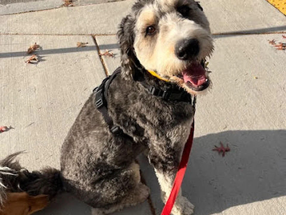 Walk This Way Pet Services